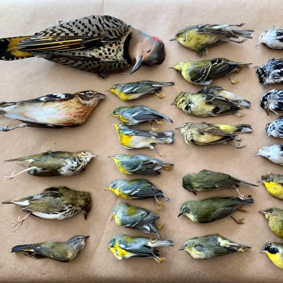 Bird carcasses collected from the World Trade Center after collisions