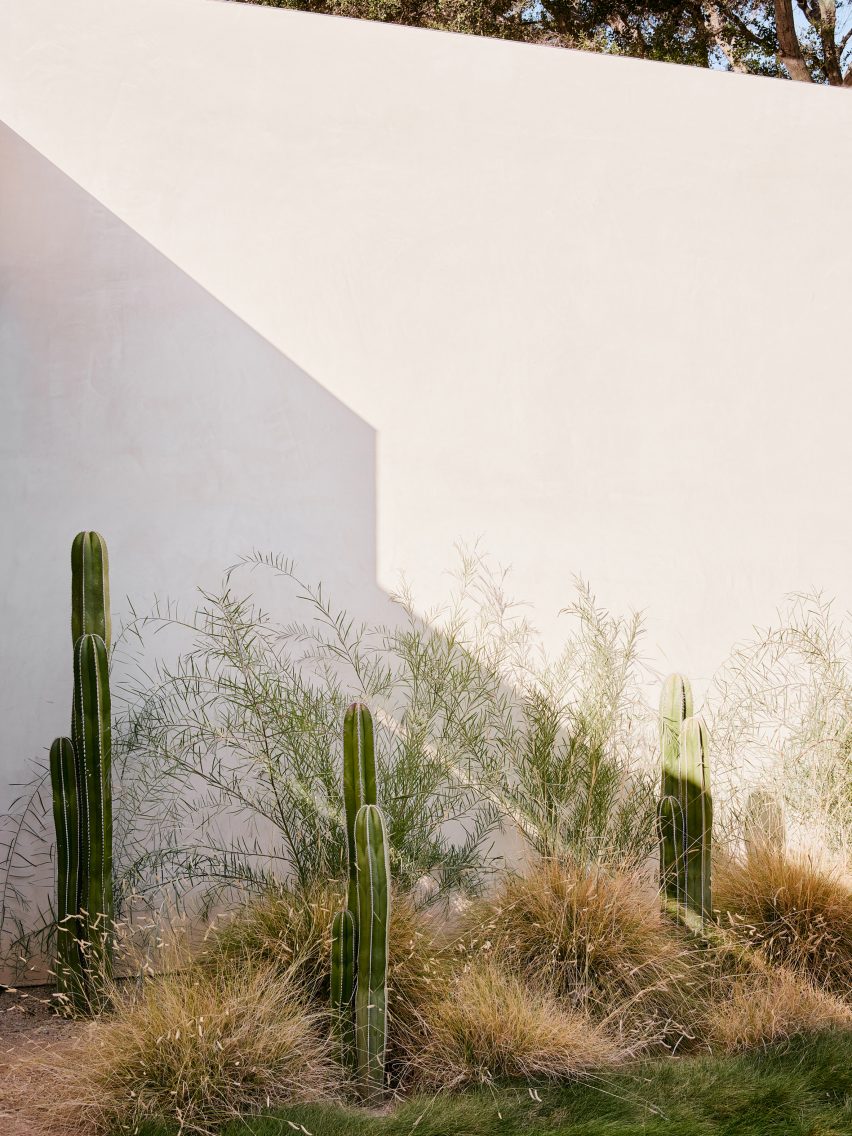 cacti with stucco backdrop