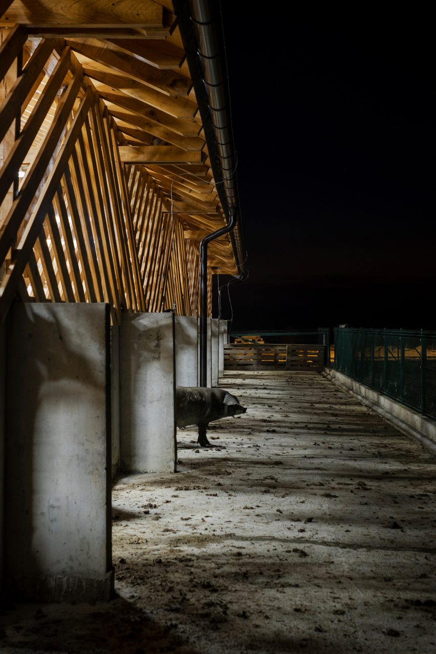 Pig peeks out of lit-up eco farm stable at night in Slavonia