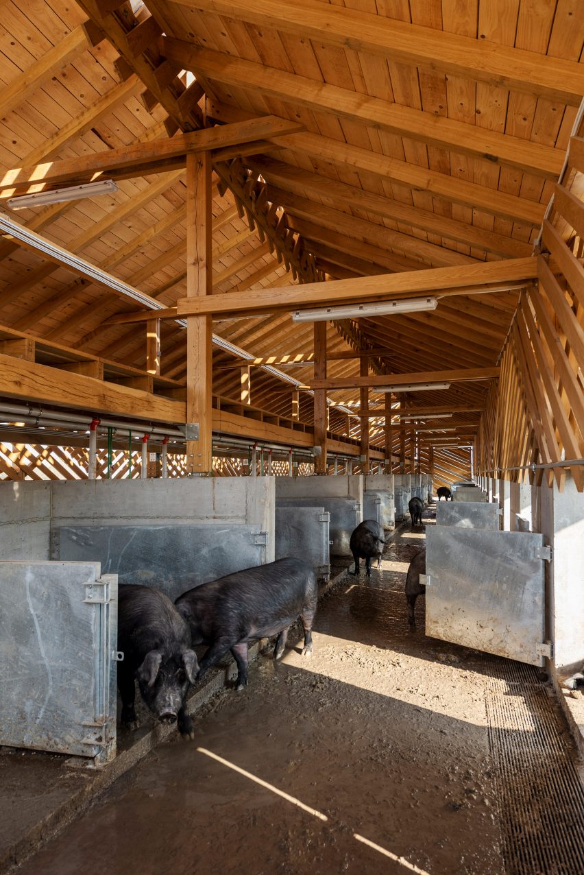 Pigs walk around timber stable with movable steel partitions