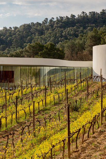 Vineyard in France