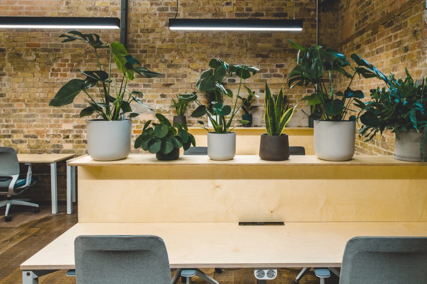 Patch Chelmsford library workspace with plants