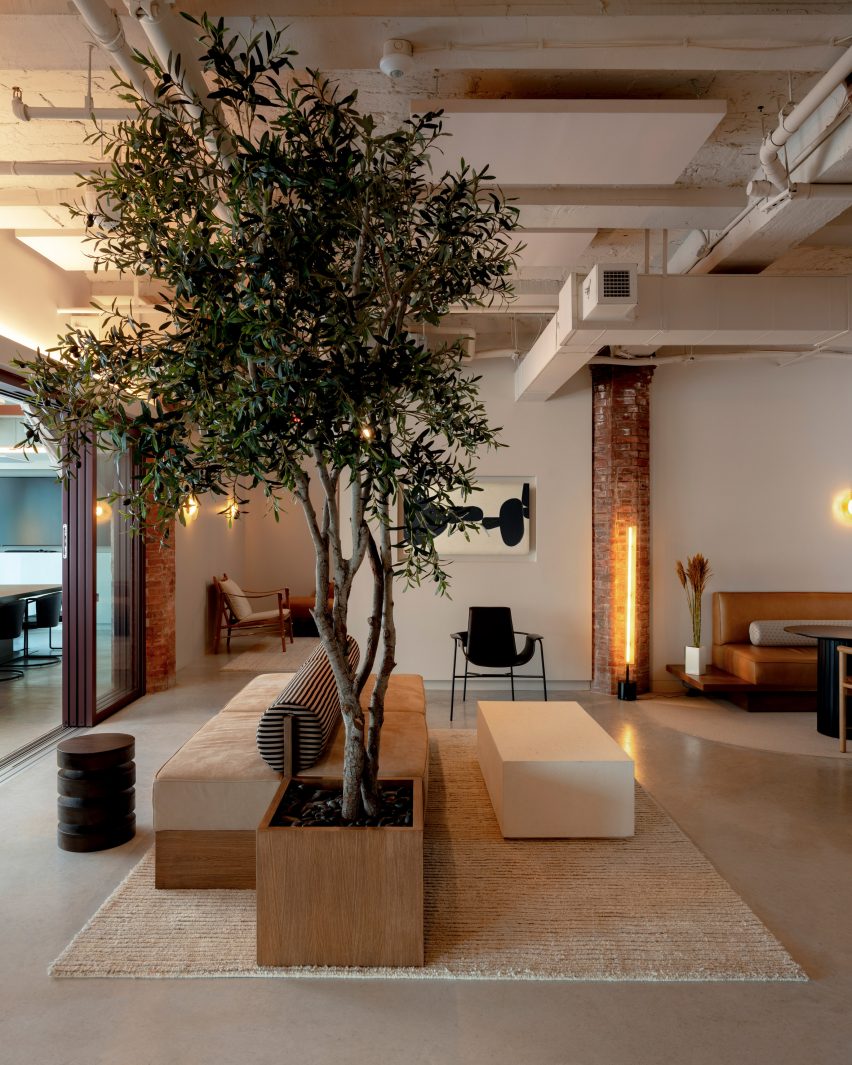 Tree at centre of communal space