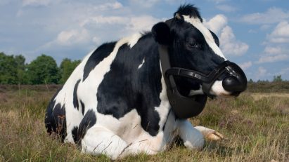 Zelp cow muzzle from Terra Carta Design Lab competition