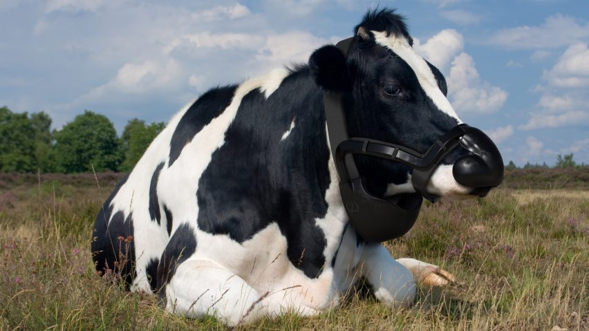Zelp cow muzzle from Terra Carta Design Lab competition