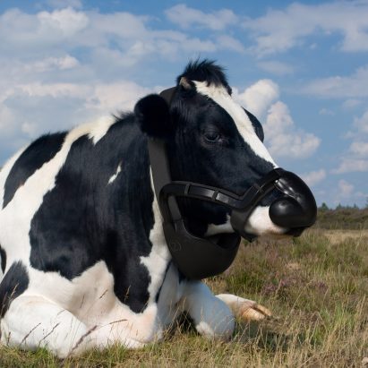 Zelp cow muzzle from Terra Carta Design Lab competition