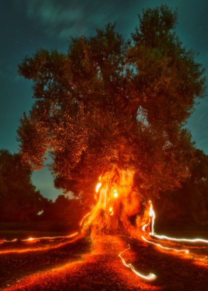 A photograph of a large olive tree