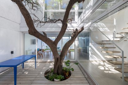 tree in courtyard
