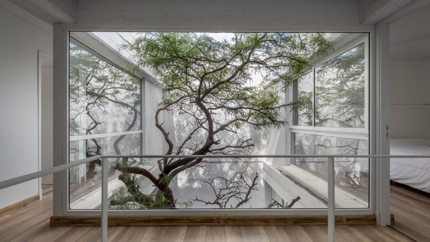 courtyard tree