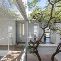 tree in courtyard argentina row house