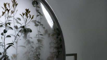 Plants in terrarium filled with fog