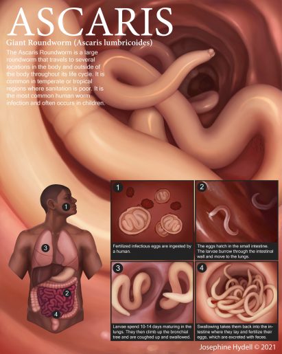 A project called Ascaris, which features a digital image of a giant roundworm by Josephine Hydell