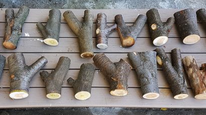 Tree forks from the MIT Digital Structures research group