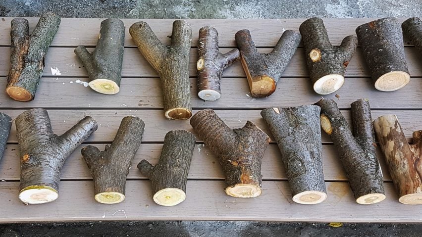 Tree forks from the MIT Digital Structures research group
