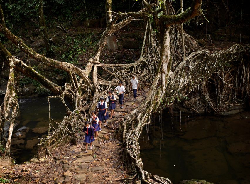 Khasi living root bridge photographed by Timothy Allen