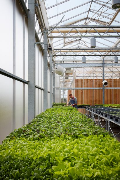 Herb garden