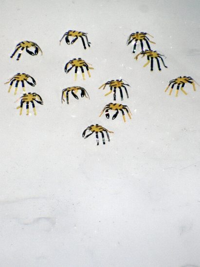Group of tiny robot crabs