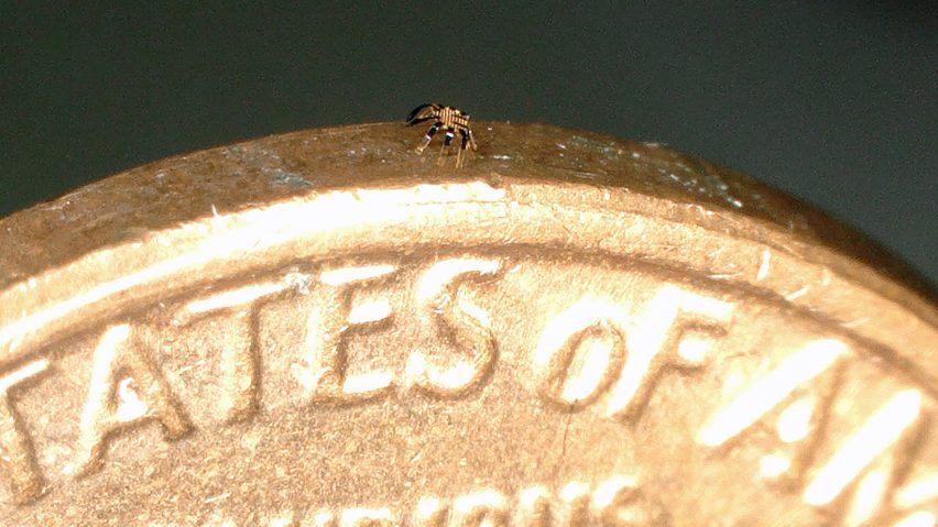 Tiny robot crab by Northwestern University researchers