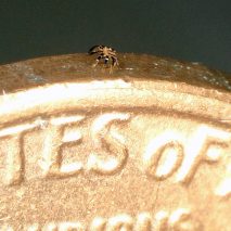 Tiny robot crab by Northwestern University researchers