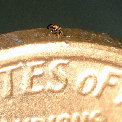 Tiny robot crab by Northwestern University researchers