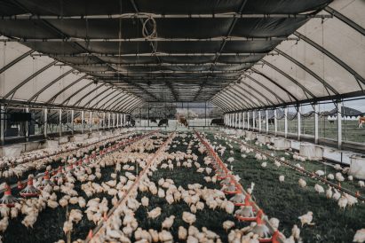 Chickens roam inside Pasturebird's floorless mobile coop
