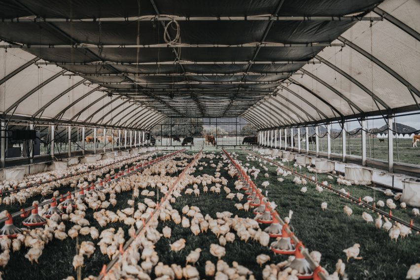 Chickens roam inside Pasturebird's floorless mobile coop