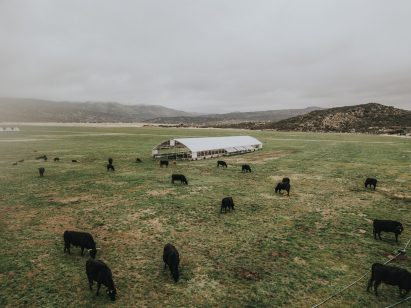 Aerial view of farm with cattle grazing on pastue and an automated range coop in the background