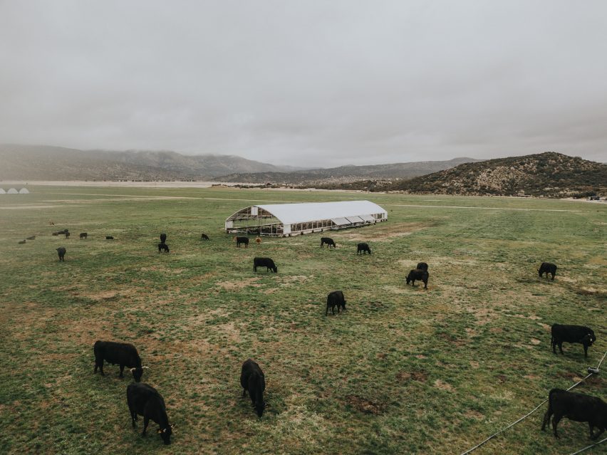 Aerial view of farm with cattle grazing on pastue and an automated range coop in the background
