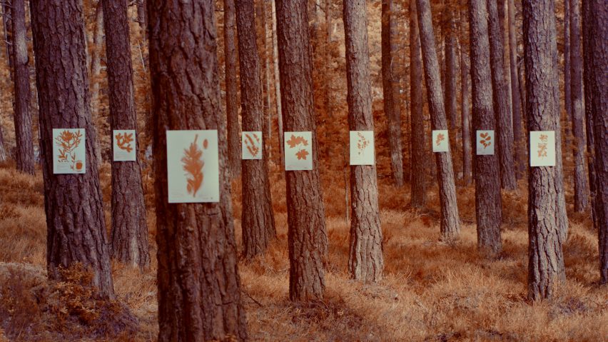 Trees in Formafantasma exhibition
