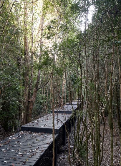 Wooden boardwalk