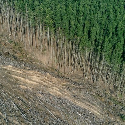 Deforestation