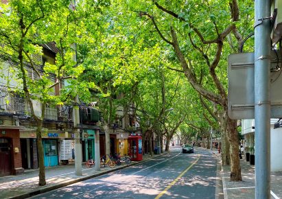 Shady tree-lined street