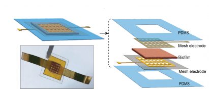 Diagram showing the biofilm sandwiched in between two layers of mesh electrodes and two layers of biopolymer