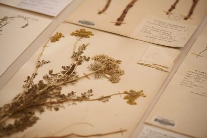 Plant postcards