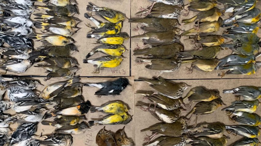 Billions of bird deaths