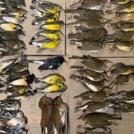 Billions of bird deaths