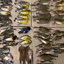 Billions of bird deaths