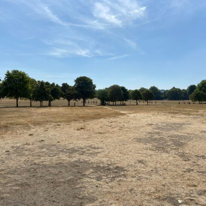 Dead grass in Peckham Rye park