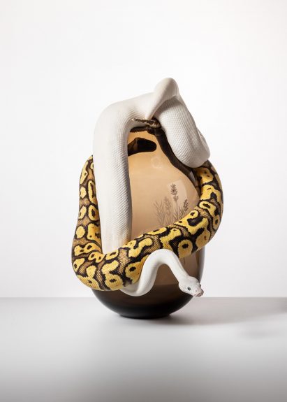 An image of a snake clinging to a brown glass