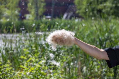 Cattail plants