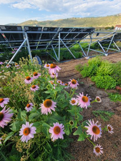 Agrivoltaics plot at Colorado State University as photographed by Thomas Hickey