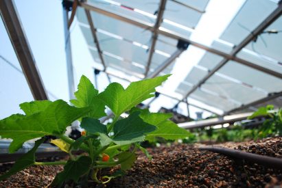 Agrivoltaics plot at Colorado State University as photographed by Thomas Hickey