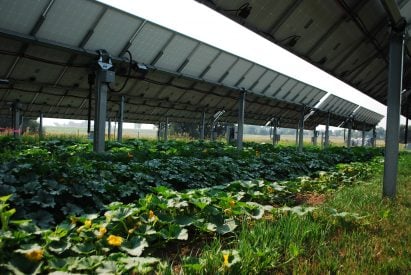 Agrivoltaic array in Jacks Solar Garden in Longmont, Colorado
