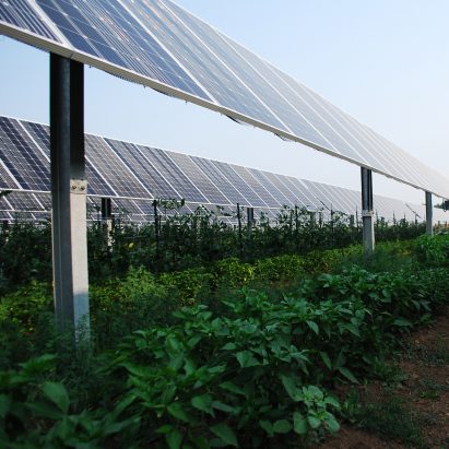 Agrivoltaic array in Jacks Solar Garden in Longmont, Colorado
