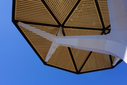 Canopy of Ecacia tree