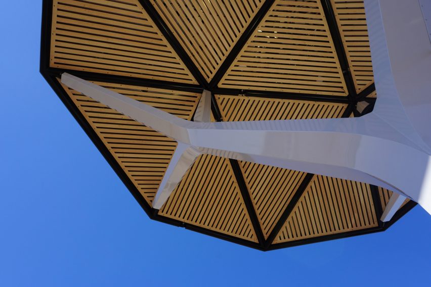 Canopy of Ecacia tree
