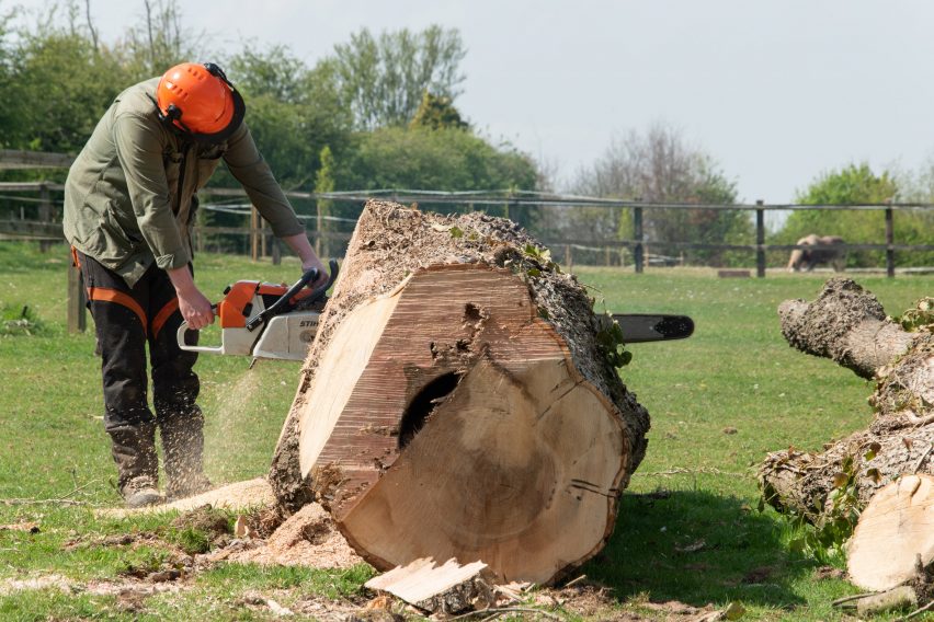 Photograph of someone with chainsaw cutting into tree trunk