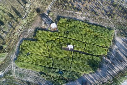Corn grows around eco-lodge in Iran