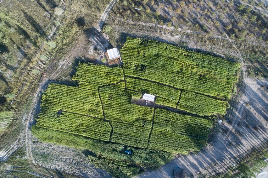 Corn grows around eco-lodge in Iran