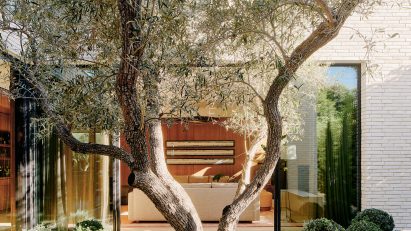 Olive tree in courtyard of Twentieth house by Woods and Dangaran